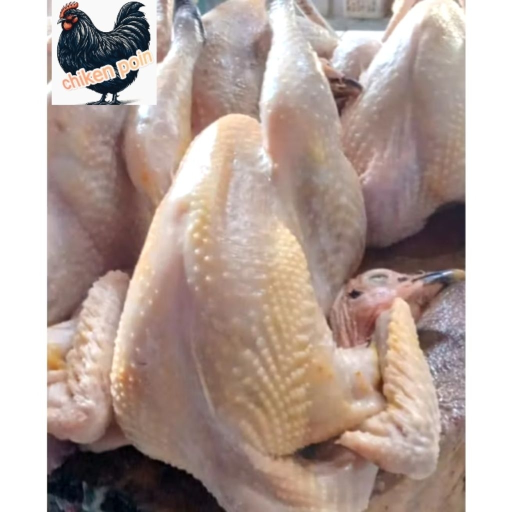 

Ayam kampung Segar 800 - 900