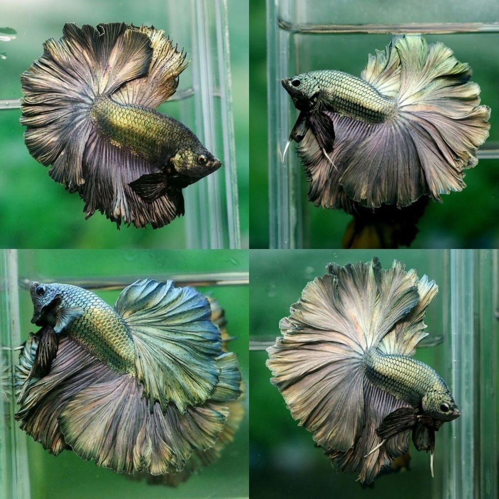 [Chan Aquatic] Ikan Hias Cupang Halfmoon Cooper HM Tembaga Size M-L Betta Fish