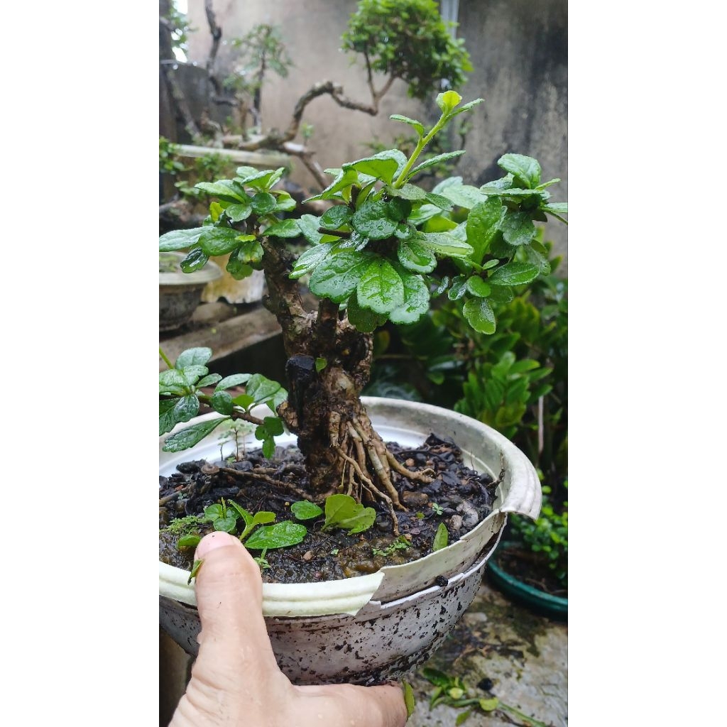 bonsai hokianti small