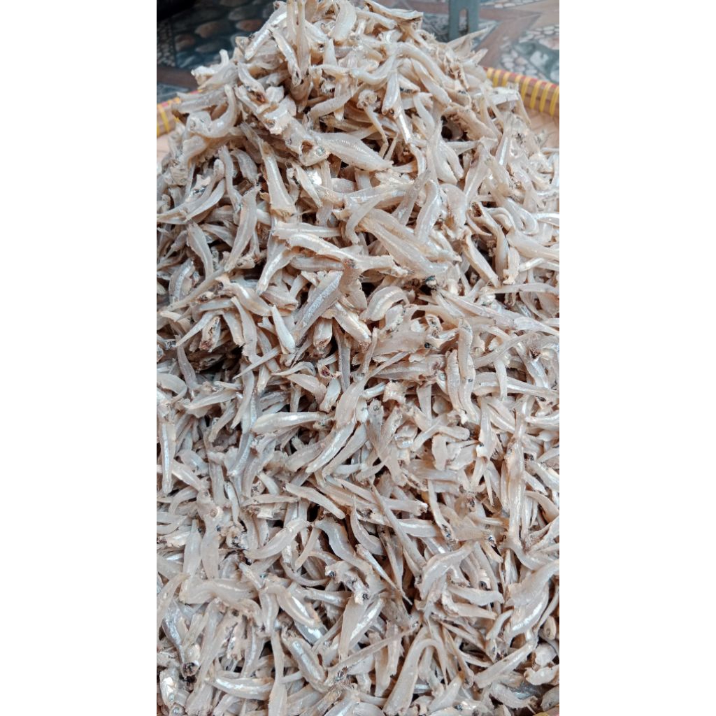 

TERI PEKTO BULAT//TERI GEPENG//TERI KATAK BULAT//TERI GOLDEN BULAT ASLI SUMATRA UTARA