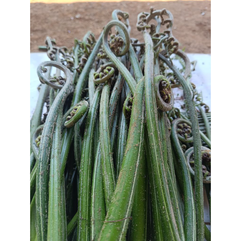 

Sayur Pakis segar/sayur segar langsung petik 250 gram