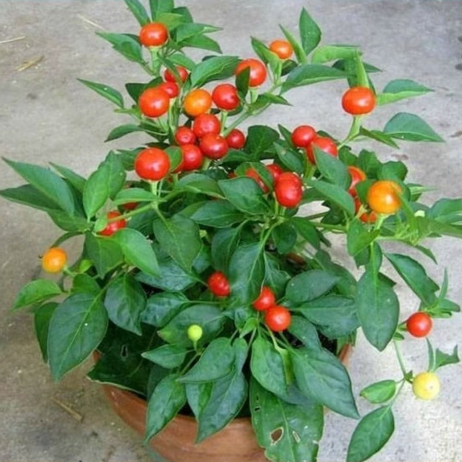 Pohon cabe gendot / Tanaman cabai gendot remaja