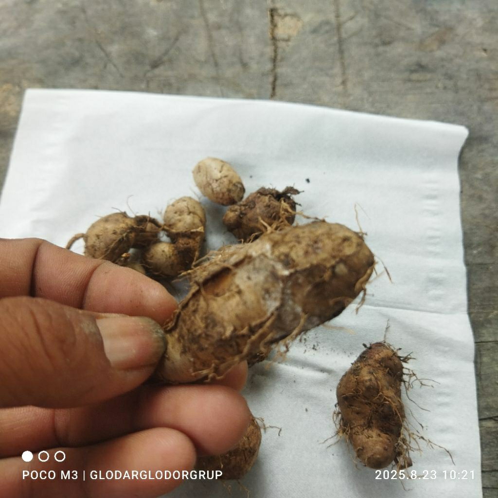 

10 UMBI GEMBILI SIAP SEMAI