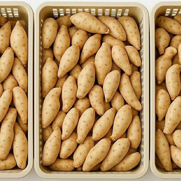 

Ubi madu cilembu 1 kg spek oven AB