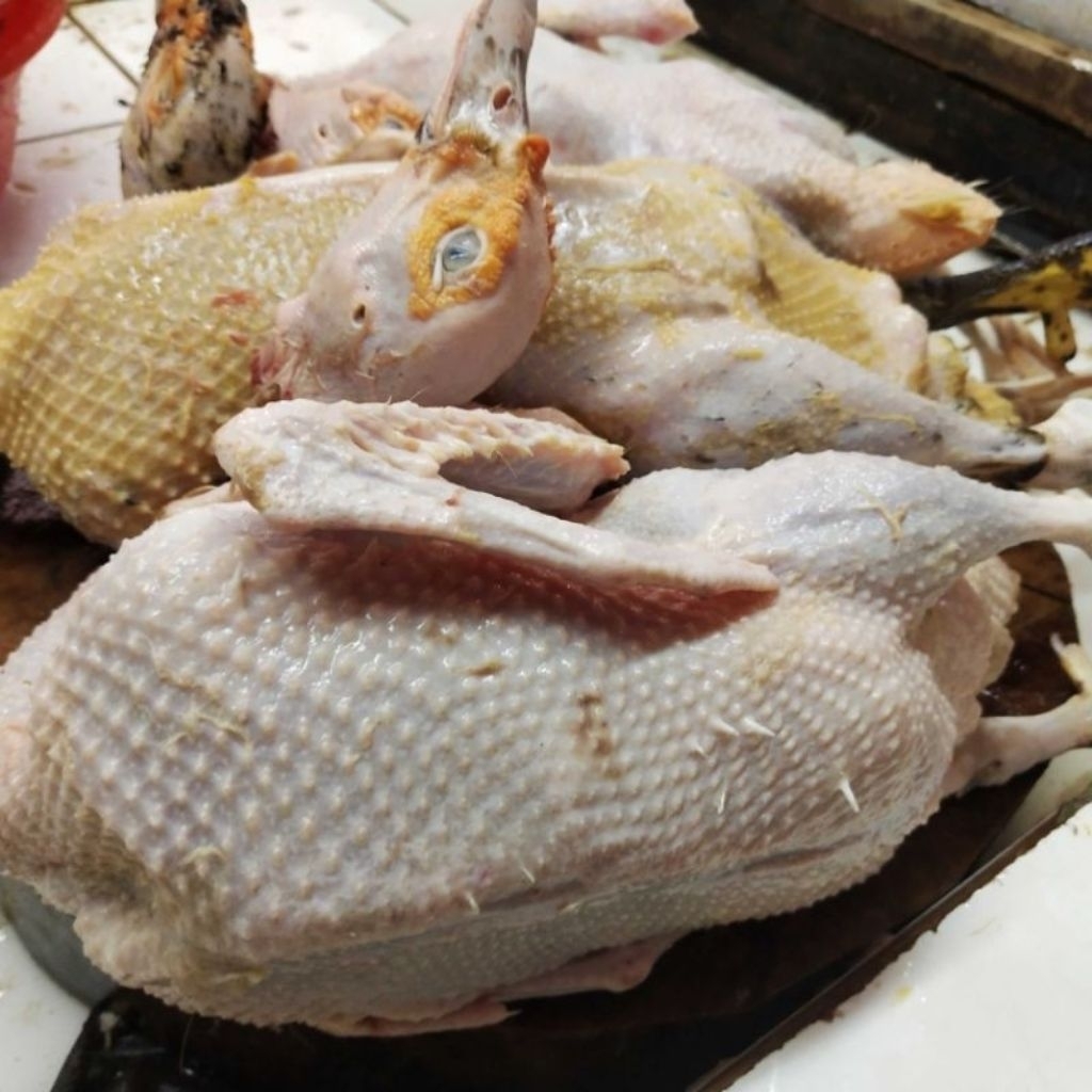 

daging entok mentok fresh berat 1.5