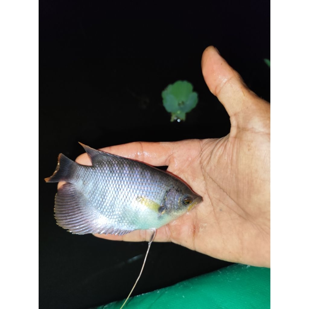 gurame soang ukuran korek kayu