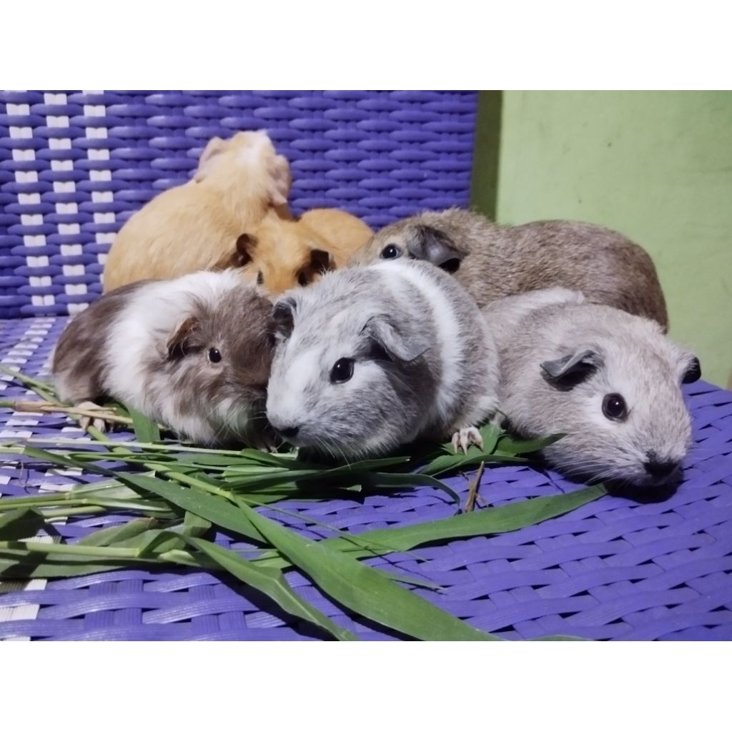 Marmut American Guinea pig american