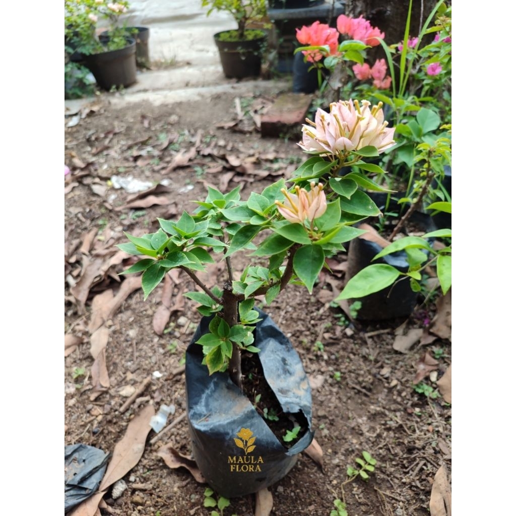 BIBIT BOUGENVILLE SINGAPORE ORI KUNING