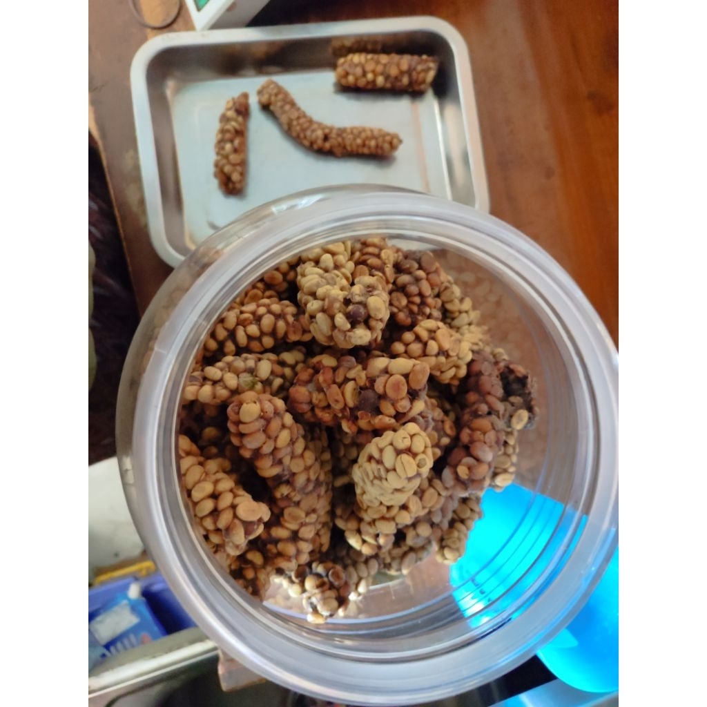 

biji kopi luwak asli - fermentasi alami magelang