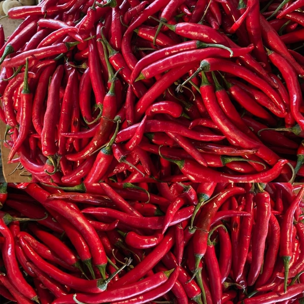 

CMB cabe merah besar segar jumbo lokal ½kg 500gr | lombong abang | lombok abang gede | cabai merah