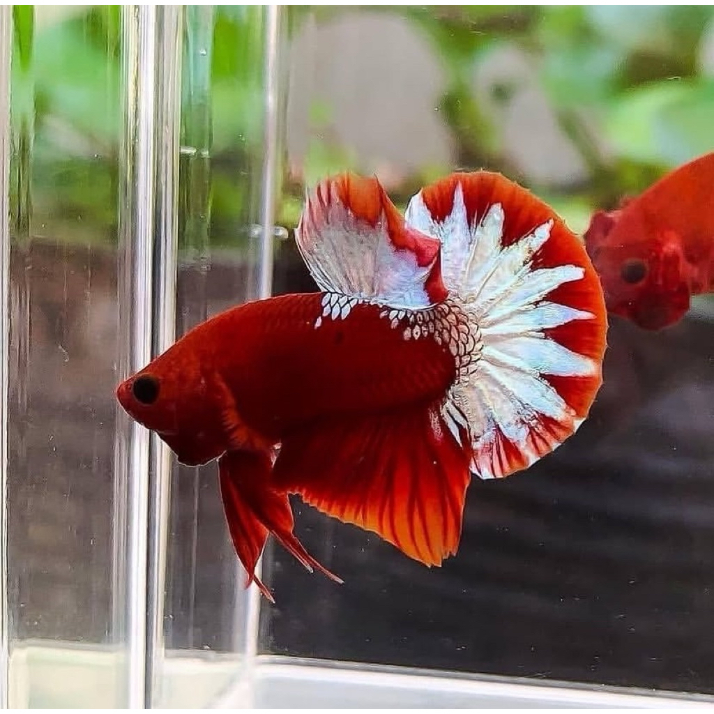 TERBAIK cupang fccp warna paling merah, bahan kontes, istimewa