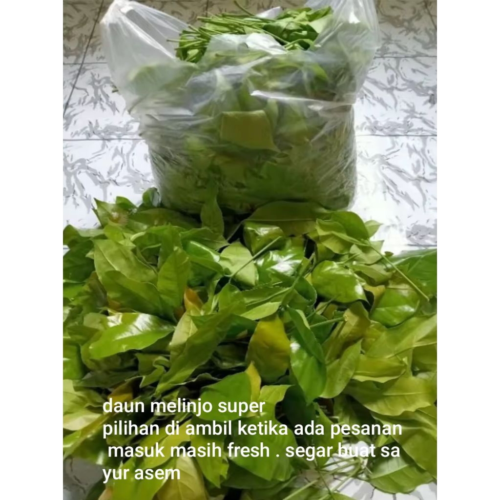 

Daun melinjo segar fresh buat sayur asam dan masak