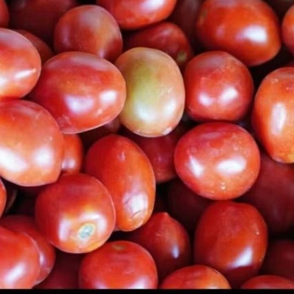 

BUAH TOMAT SEGAR / SAYUR TOMAT UNTUK SAMBELAN DAN ANEKA MASAKAN