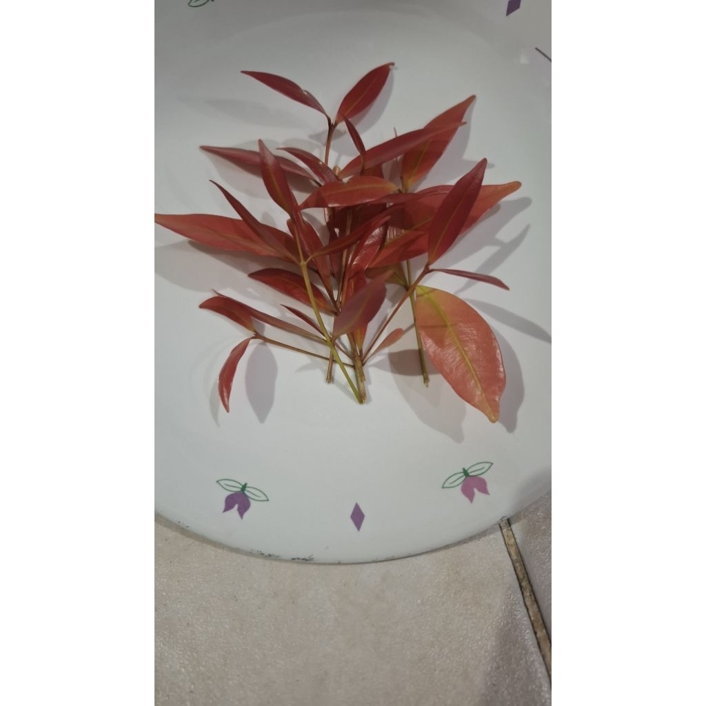 

Daun Pucuk Merah Segar isi 100 lembar petik langsung