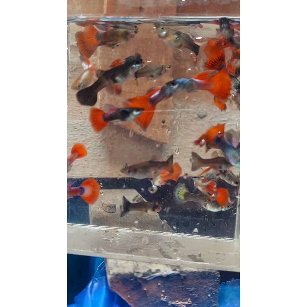 hiasan aquarium guppy rijek/cendol isi 10 ekor