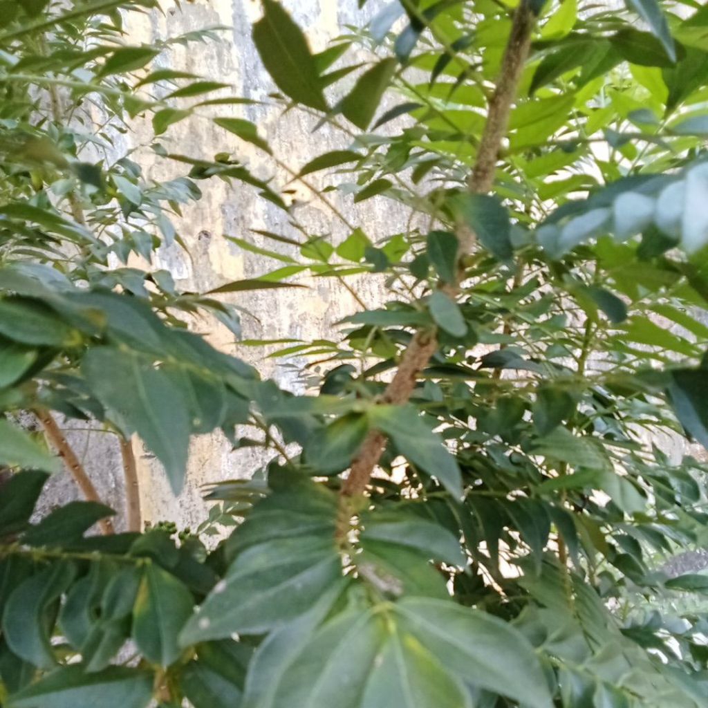 

satu tangkai daun kari segar petik langsung dikirim