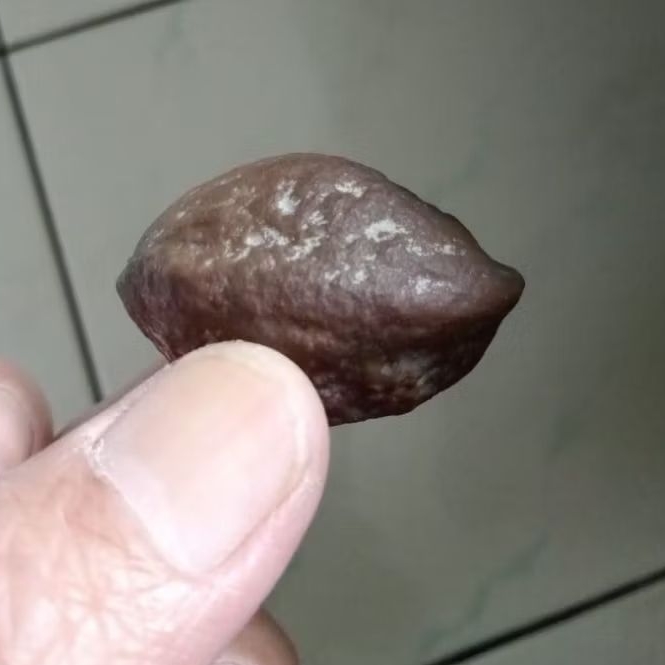 Kemiri Adu Muncang Adu 4G Ori Urgen