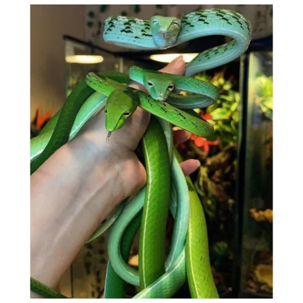 Ular Pucuk Hijau,TIDAK BERBISA DAN AMAN BAGI PEMULA