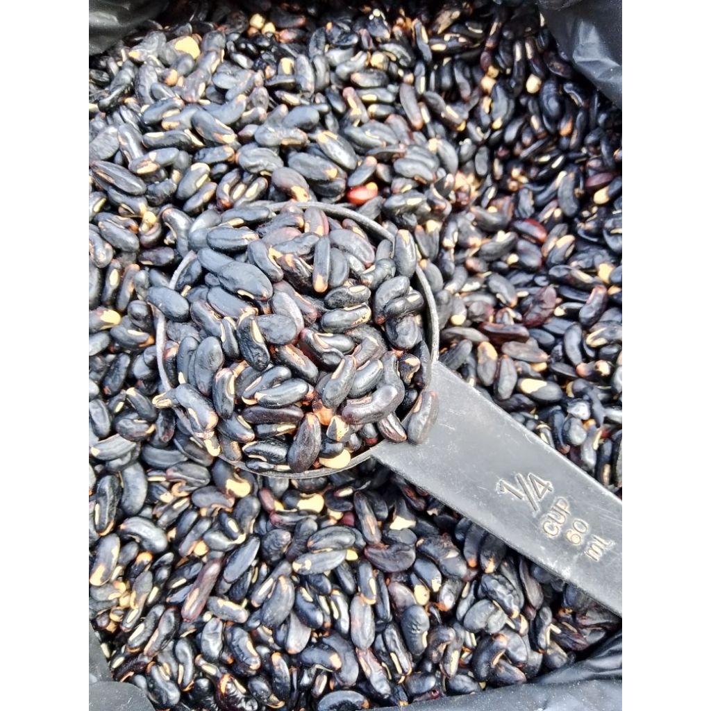 

Bibit/Benih kacang panjang 500 benih