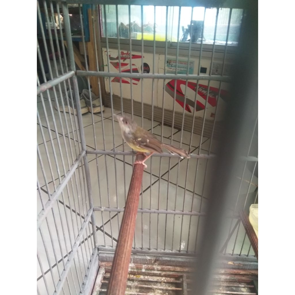 Burung Ciblek Semi Jantan Rawatan video asli