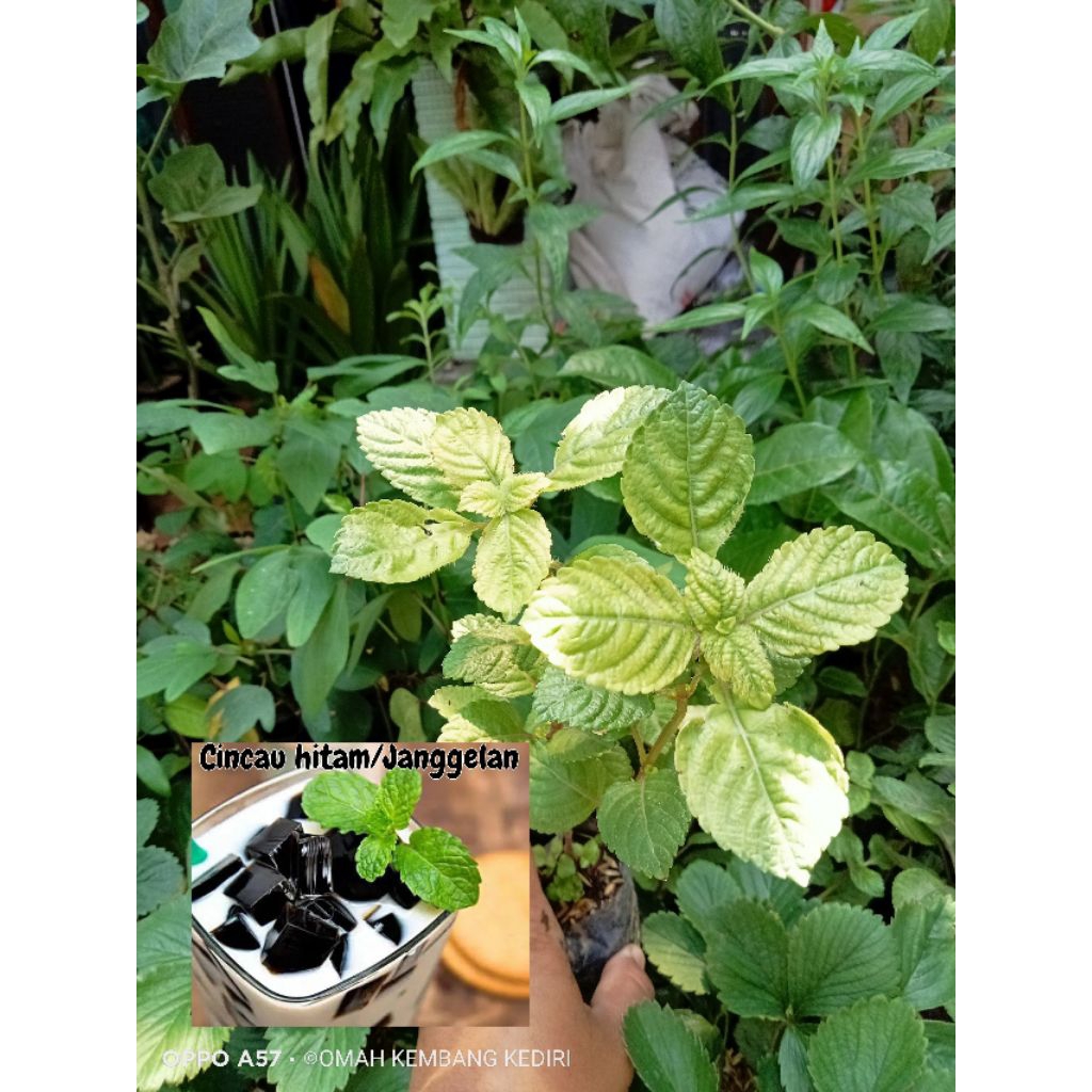Bibit cincau hitam / janggelan murah