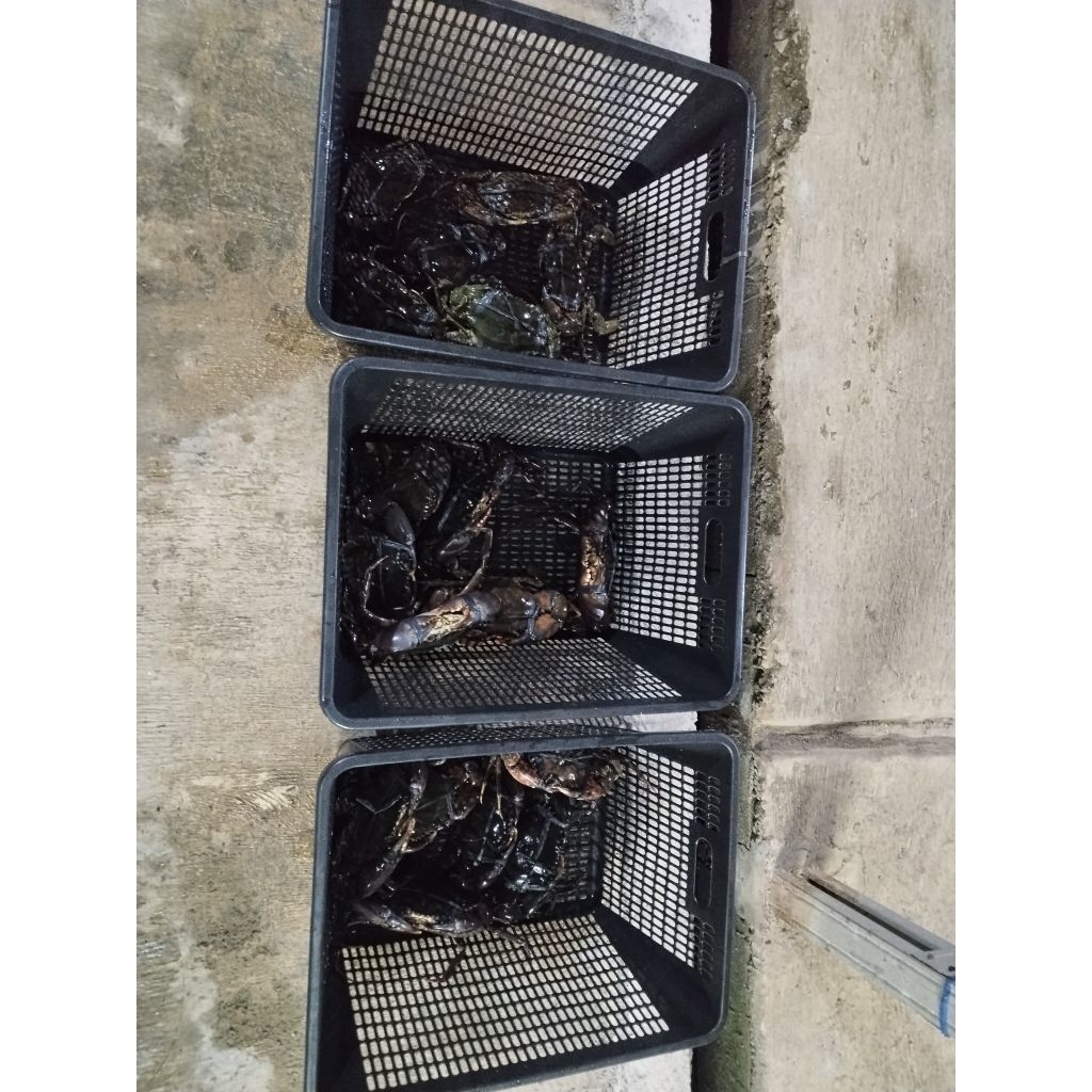 

kepiting bakau SUPER ukuran 400-500 gr