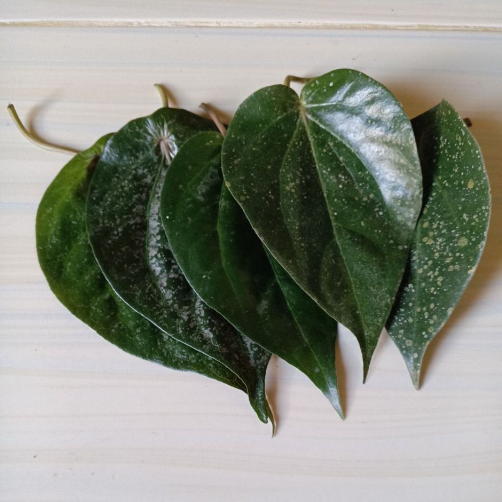 

TERMURAH DAUN SIRI MERAH OBAT HERBAL ALAMI BANYAK MANFAAT