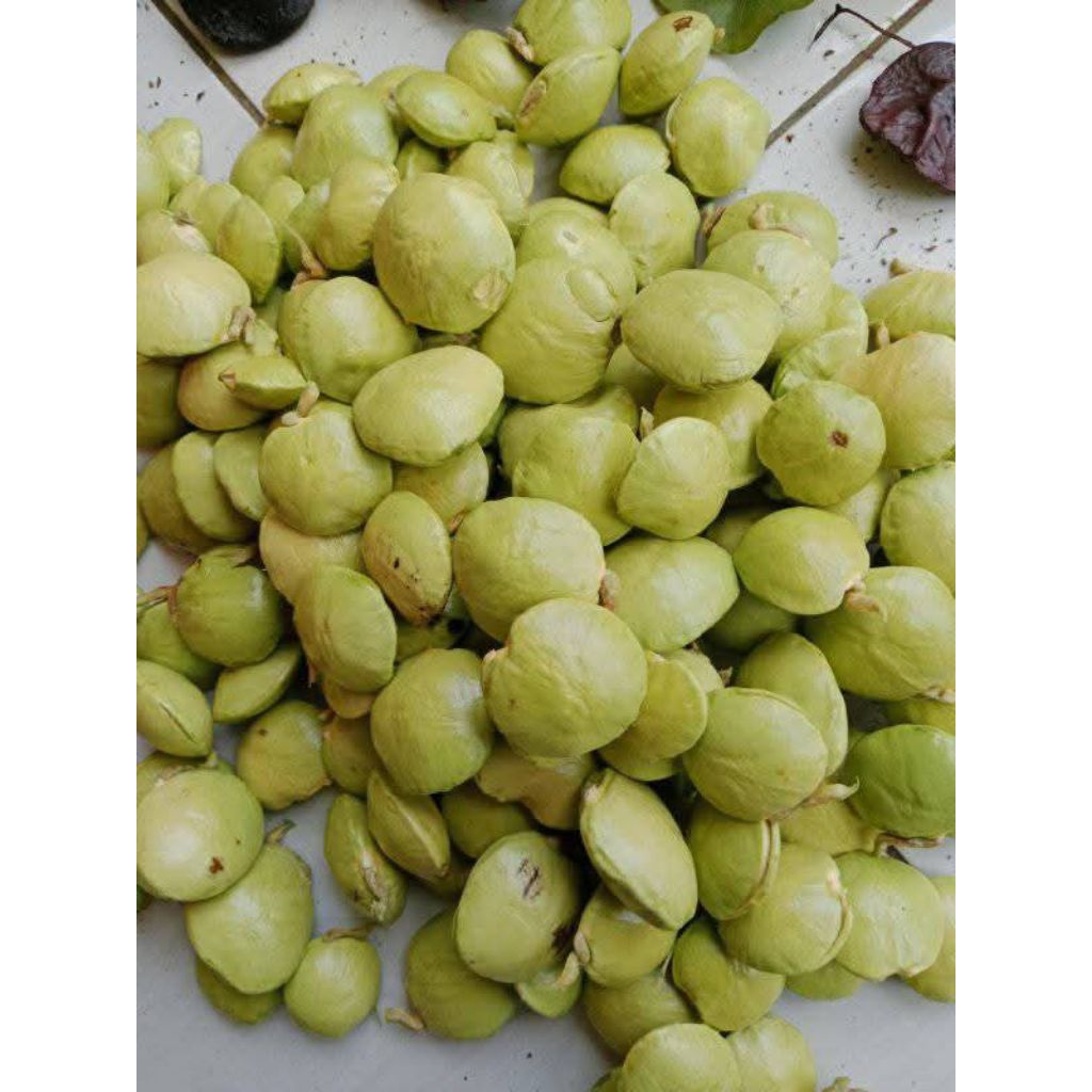 

jengkol ngora kumecrrot kawan mantepnyooo