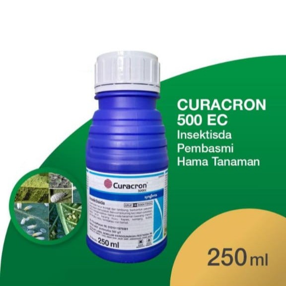 Curacorn 500EC insektisida kemasan 250ml mengatasi hama kutu lalat buah