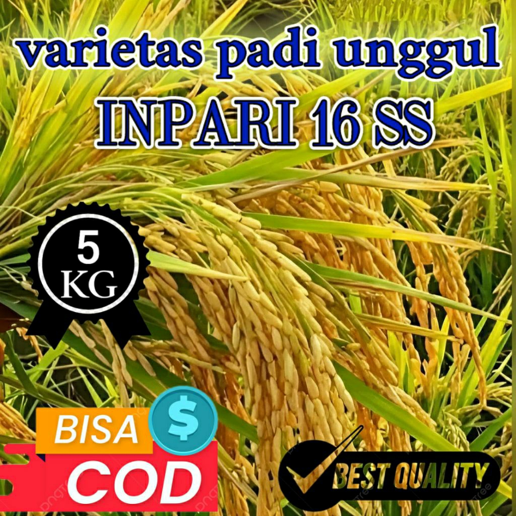 BENIH PADI UNGGUL (INPARI 16 SS) KEMASAN 5KG BEST QUALITY