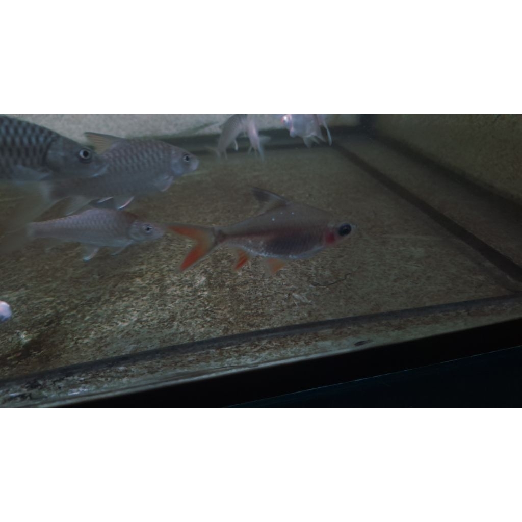 (Ketapang Cair) Kaviat Panda