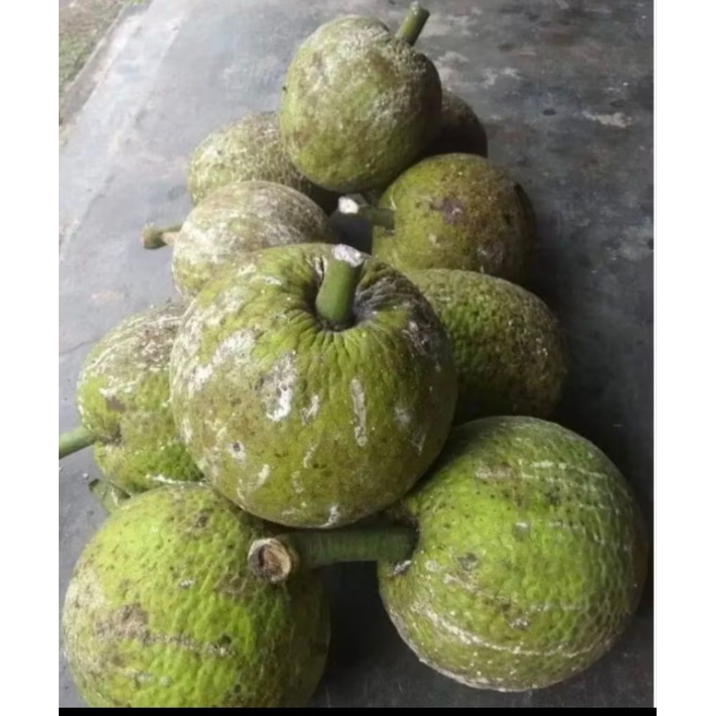 

buah sukun metega balikpapan