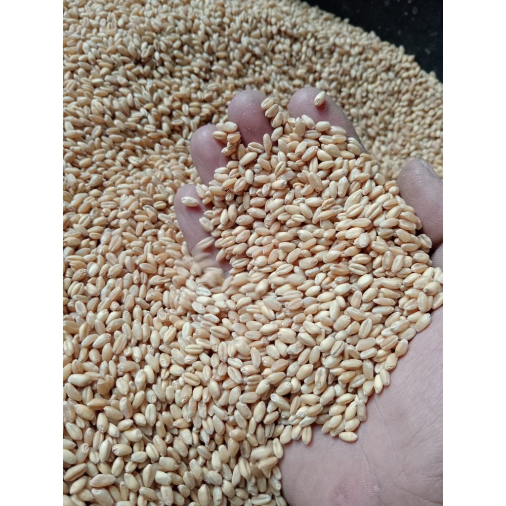 

1 KG BIJI GANDUM - BENIH GANDUM - WHEATGRASS