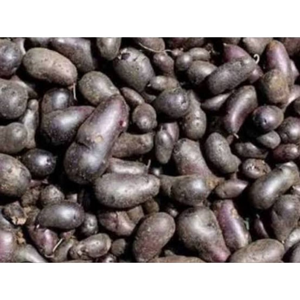 

KENTANG kelici kentang hitam kentang murah 10rb/kg