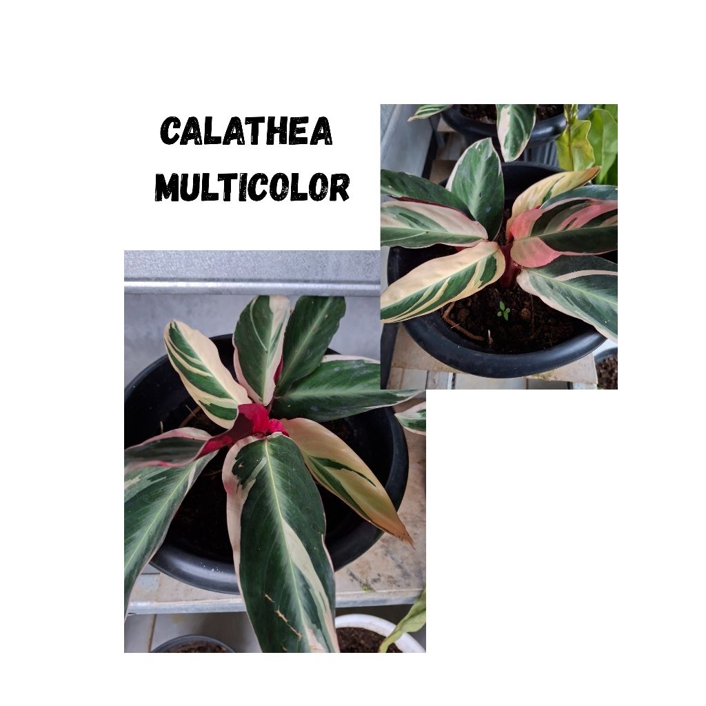 CALATHEA MULTICOLOR