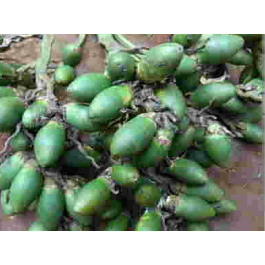 

BUAH PINANG MUDA 1 KG