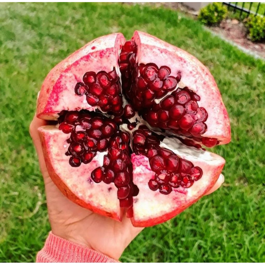 

DELIMA MERAH INDIA 1pcs