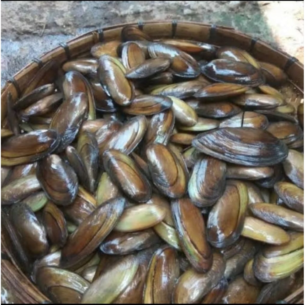 

isi 5 indukan Kijing Air Tawar Segar – Bahan Masakan & Olahan Seafood