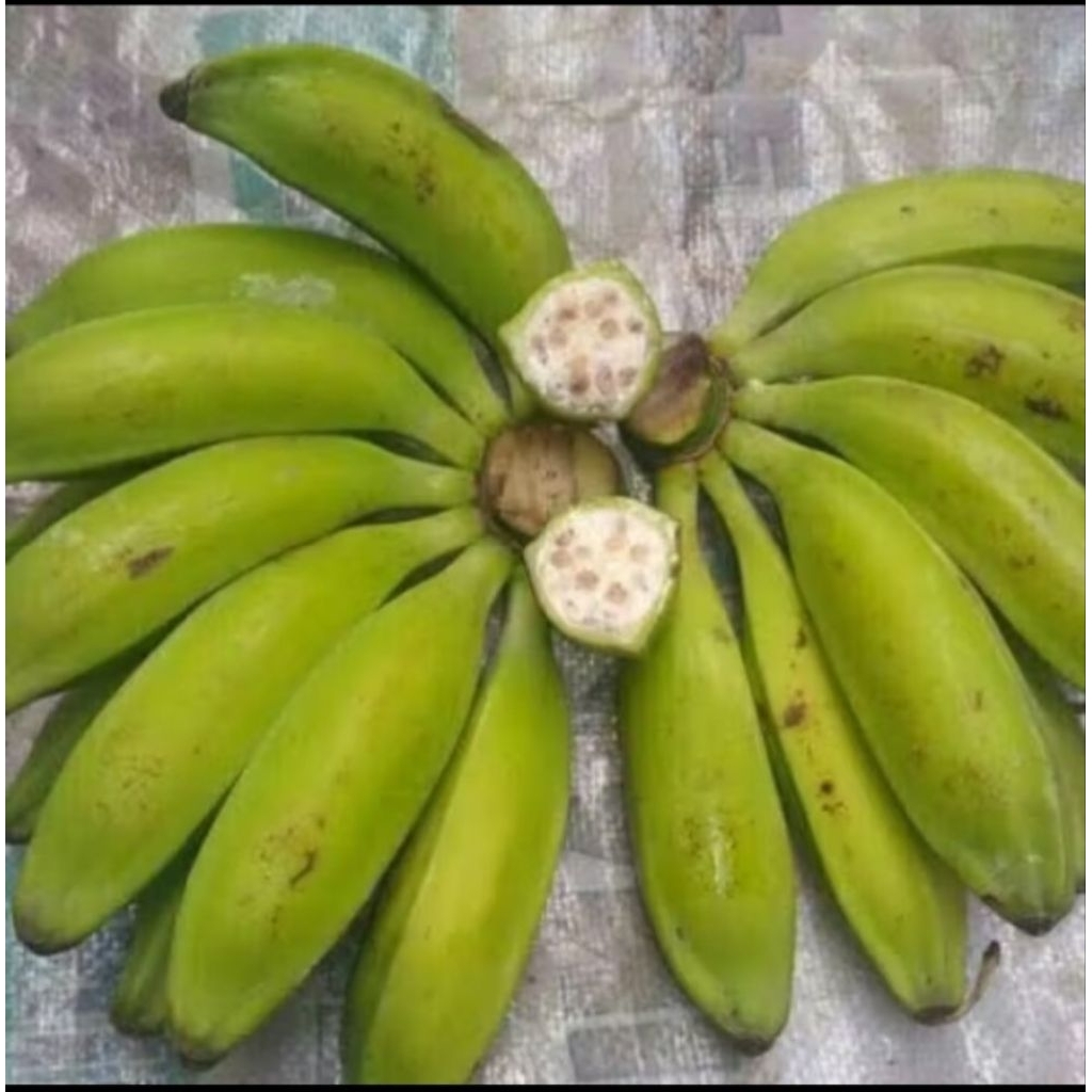 BIBIT BONGGOL PISANG GEDANG KLUTUK