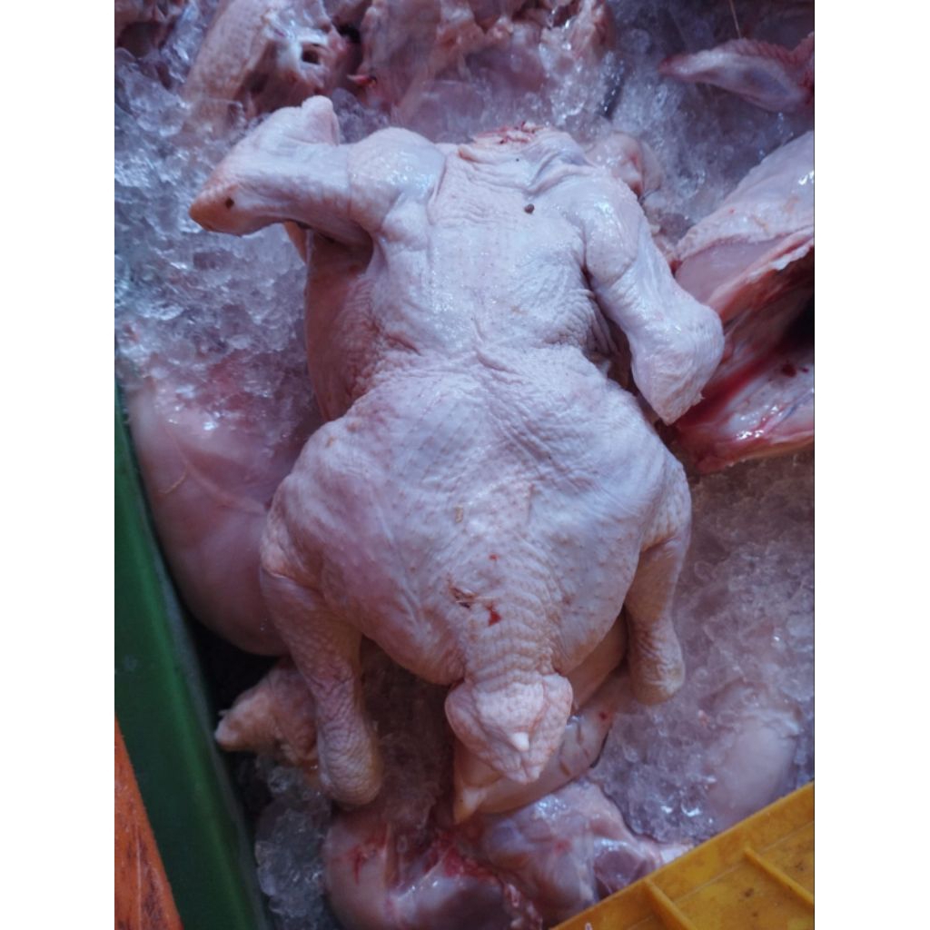 

WHOLE/AYAM UTUH BUKAN AYAM BABY ATAU AYAM KECIL