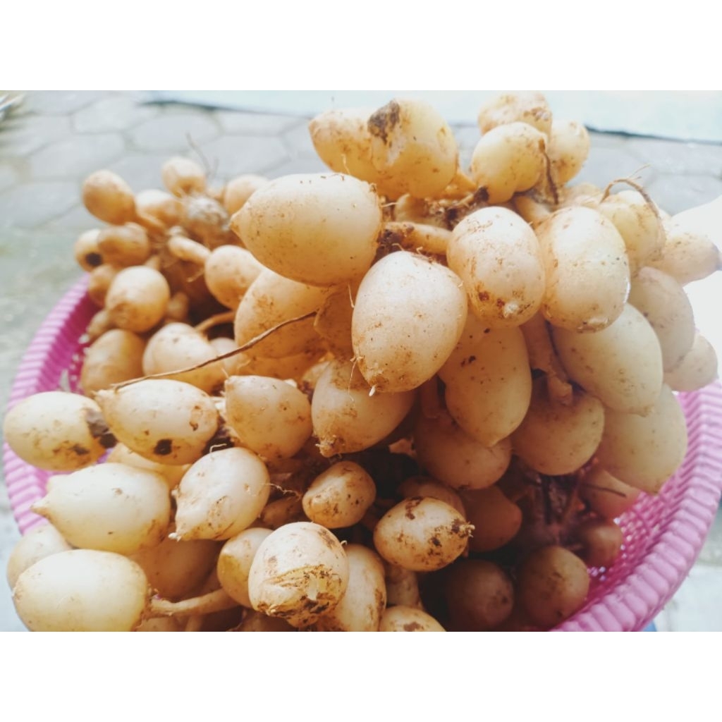 

Kunyit Putih Gombyok Segar 1 Kg Asli | Herbal alami Ampuh Anti Radang & Antiosidan| Bantu jaga pencernaan, daya tahan tubuh, & kesehatan organ dalam.