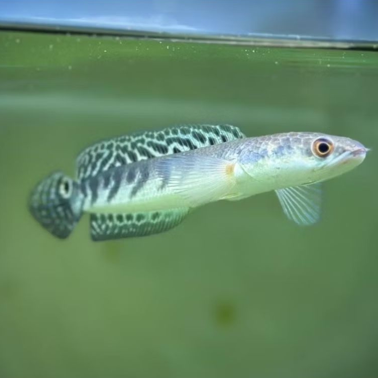 Yellow Borneo / Maru Borneo 8-11cm Top Grade Bar Tebal