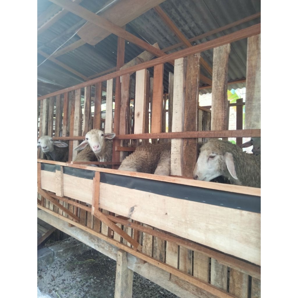 Domba  hidup murah jatim
