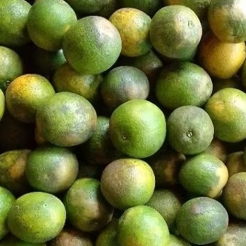 

1,5Kg Stok Lama- Jeruk Baby Java Malang (kulit/size Campur)