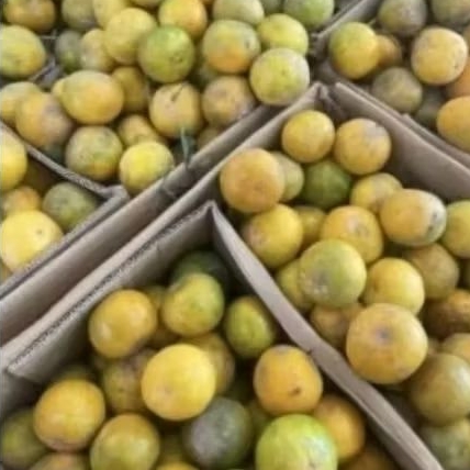 

Buah jeruk siam madu super manis segar 1kg