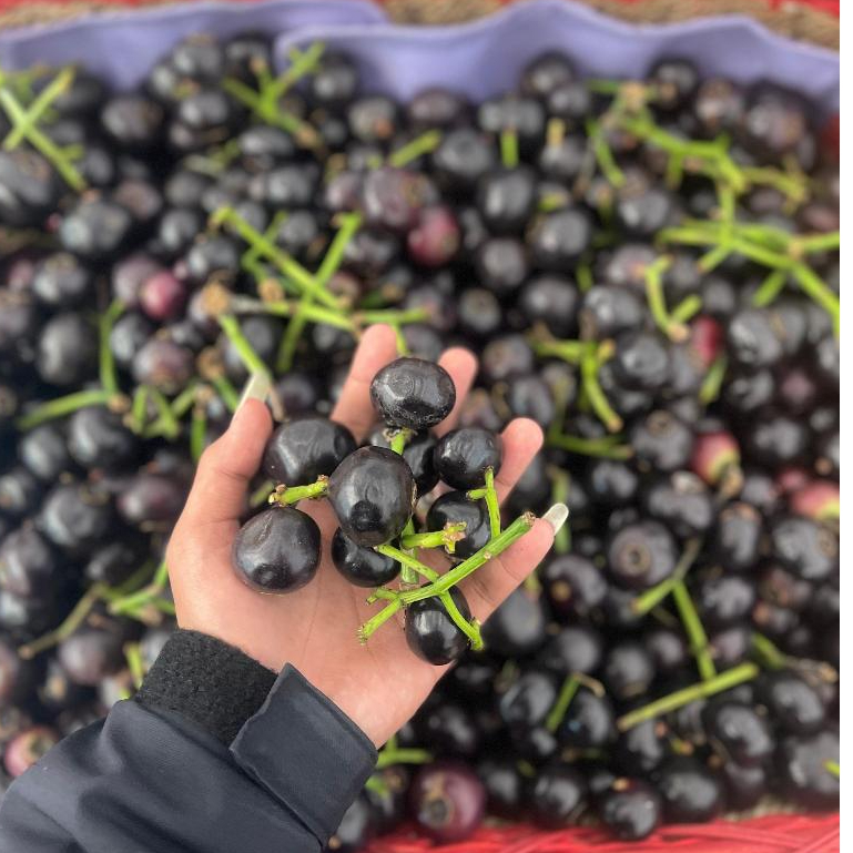 

Buah Gowok / Buah Legend Nusantara Fresh 1 Kg