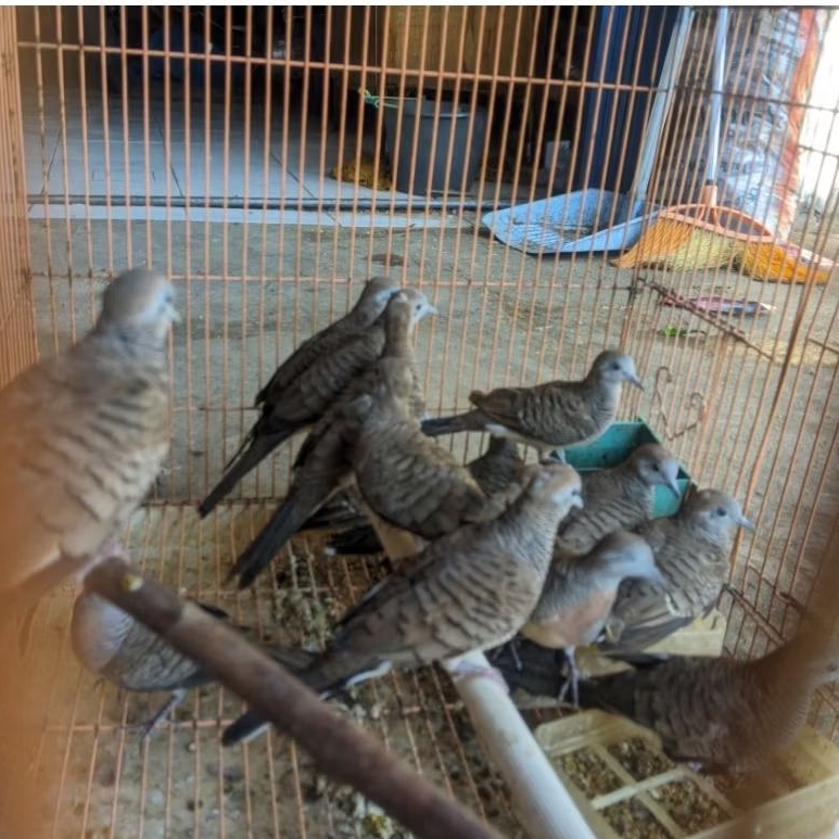 Burung perkutut lokal