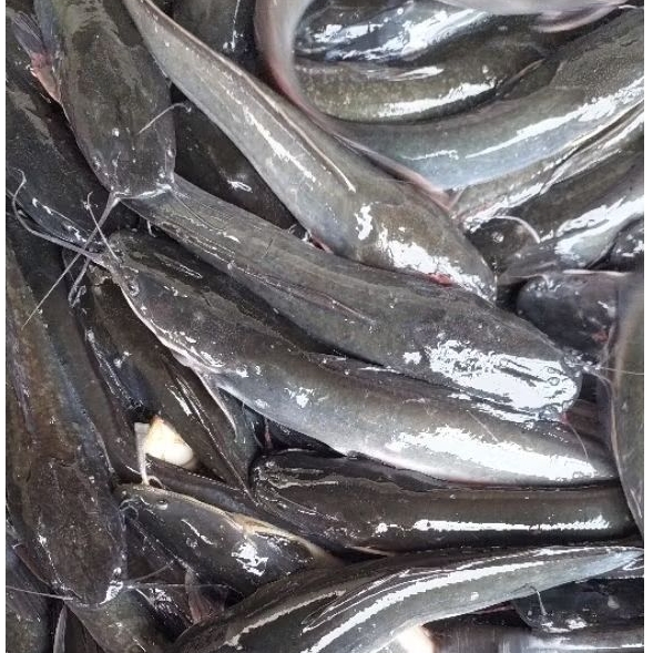 

Ikan Lele Segar Fresh Hidup 1kg