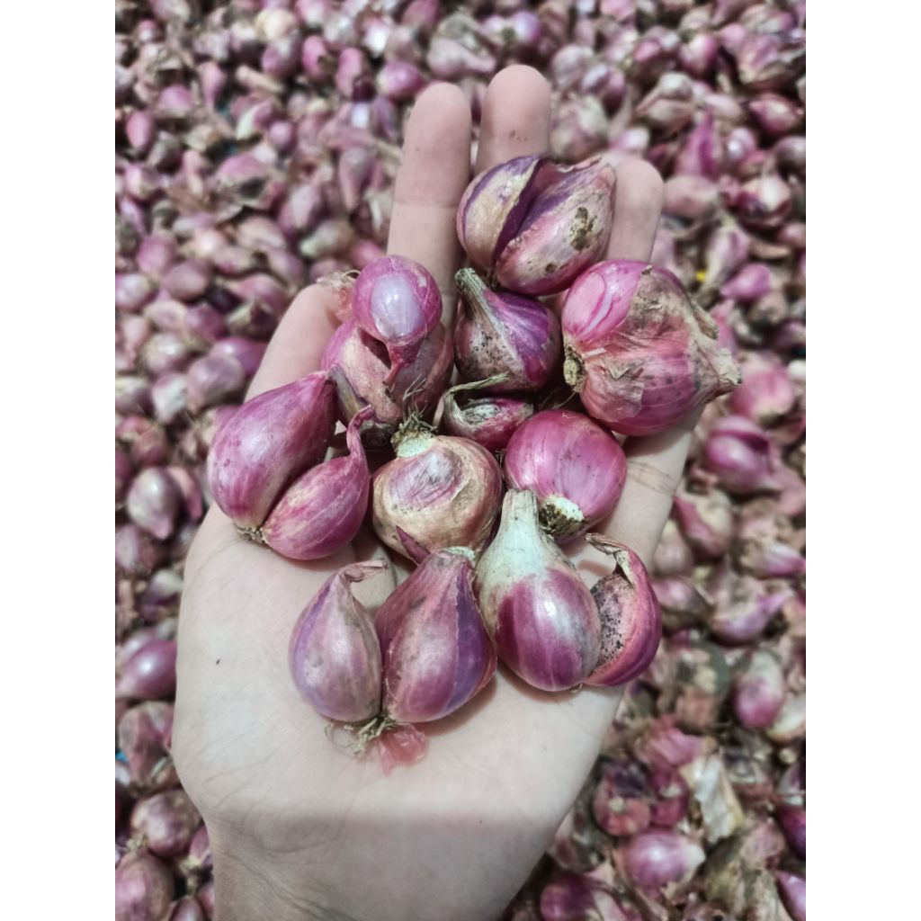 

BAWANG MERAH SEDANG 1 KG GARING SRING
