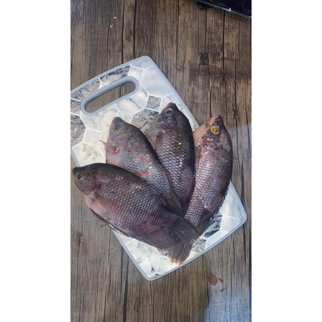 

Ikan Gurame Segar 1 Kg (Isi 2-4 Ekor) – Fresh dari Kolam
